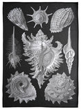 Load image into Gallery viewer, Sea Shells tea towel
